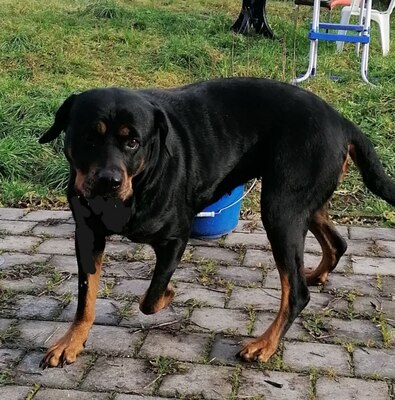 Kira, Rottweiler - Hündin