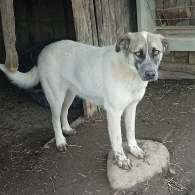 Kira - eine ruhige und entspannte junge Hündin, gr. Hirtenhund-Mischling - Hündin