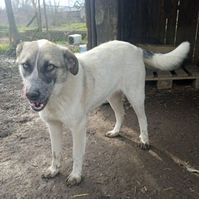 Kira - eine ruhige und entspannte junge Hündin, gr. Hirtenhund-Mischling - Hündin