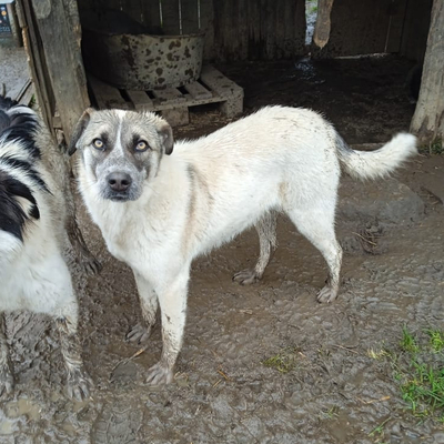 Kira - eine ruhige und entspannte junge Hündin, gr. Hirtenhund-Mischling - Hündin