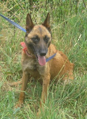 Kira freut sich auf SIE, Mischling - Hündin