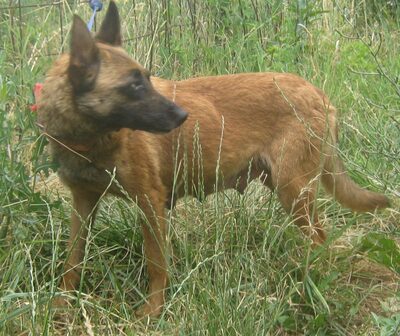 Kira freut sich auf SIE, Mischling - Hündin