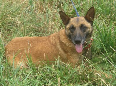 Kira freut sich auf SIE, Mischling - Hündin