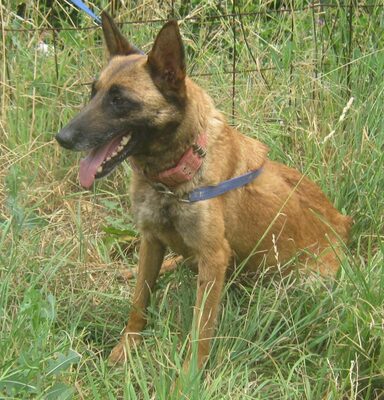 Kira freut sich auf SIE, Mischling - Hündin