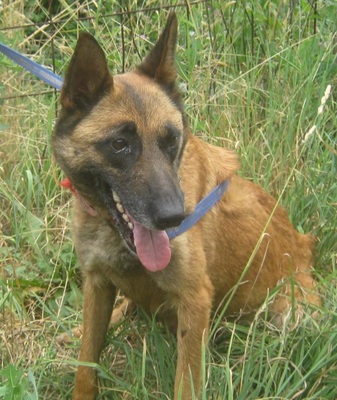 Kira freut sich auf SIE, Mischling - Hündin