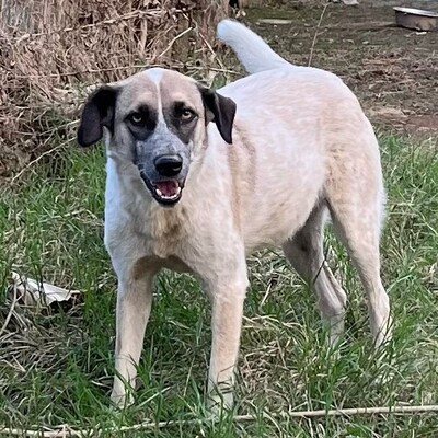 Kira - hat eine ruhige, klare Art ☀️, Griechischer Schäferhund-Mischling - Hündin