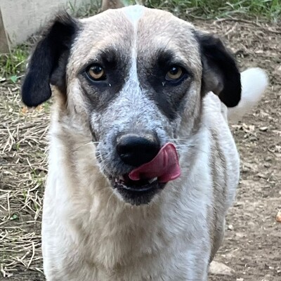 Kira - hat eine ruhige, klare Art ☀️, Griechischer Schäferhund-Mischling - Hündin