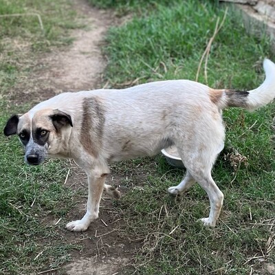 Kira - hat eine ruhige, klare Art ☀️, Griechischer Schäferhund-Mischling - Hündin