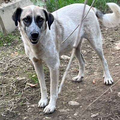 Kira - hat eine ruhige, klare Art ☀️, Griechischer Schäferhund-Mischling - Hündin