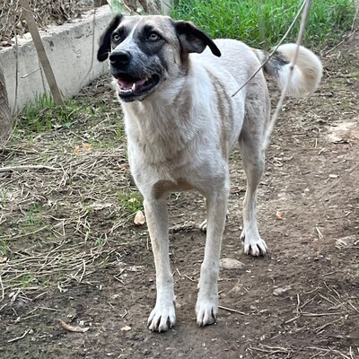 Kira - hat eine ruhige, klare Art ☀️, Griechischer Schäferhund-Mischling - Hündin