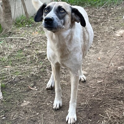 Kira - hat eine ruhige, klare Art ☀️, Griechischer Schäferhund-Mischling - Hündin