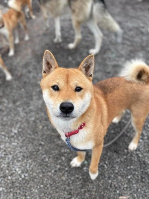 Kirai, Shiba Inu (Mischling) - Rüde