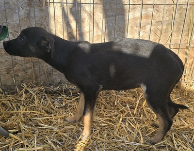 Kiri, Mix Welpen - Hündin