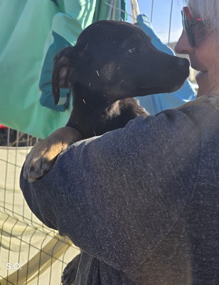 Kiri, Mix Welpen - Hündin