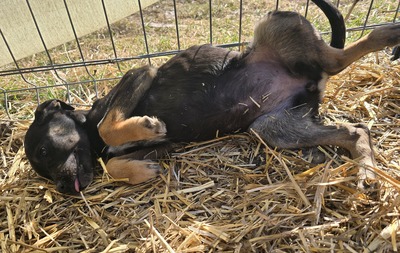 Kiri, Mix Welpen - Hündin