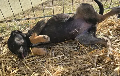 Kiri, Mix Welpen - Hündin