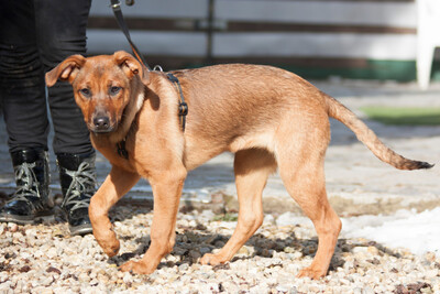 Kiri, Rhodesian-Ridgeback-Mix - Hündin