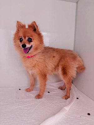 🌹 Kismet (W), ca. 8 Jahre, ca. 4,4kg, Slowakei - neugierig und erzählt gerne, Spitz-Mix - Hündin