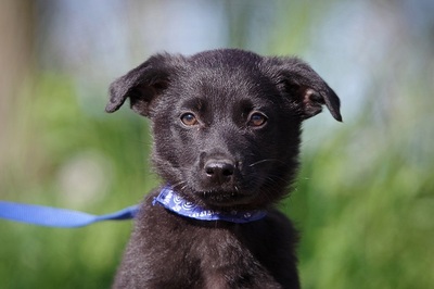 Kiss, Mischling Welpen - Hündin