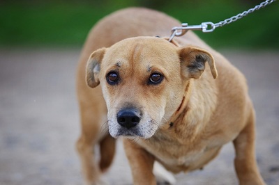 Kitty, Dackelmischling - Hündin