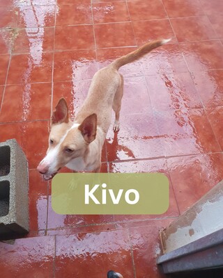 Kivo