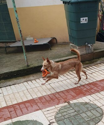 Kivo, Podenco-Mischling - Rüde