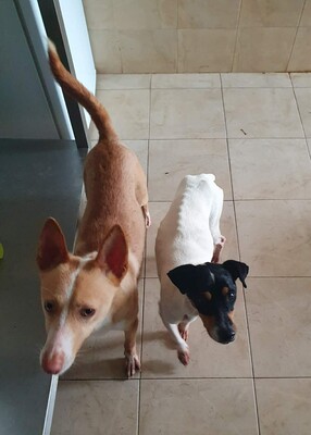 Kivo, Podenco-Mischling - Rüde