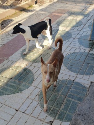 Kivo, Podenco-Mischling - Rüde