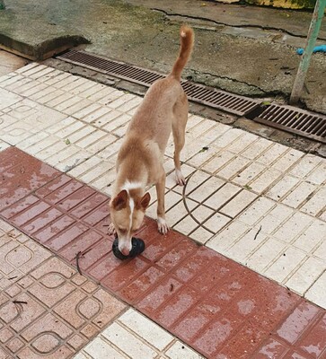 Kivo, Podenco-Mischling - Rüde