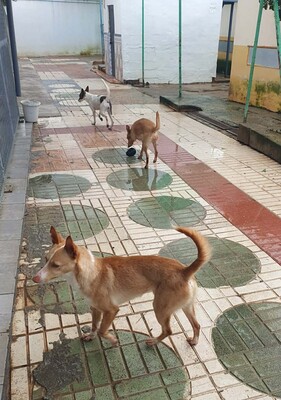 Kivo, Podenco-Mischling - Rüde