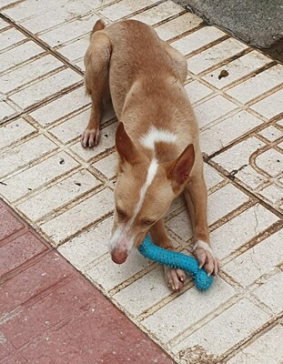 Kivo, Podenco-Mischling - Rüde