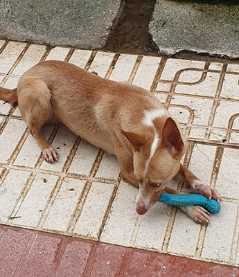 Kivo, Podenco-Mischling - Rüde