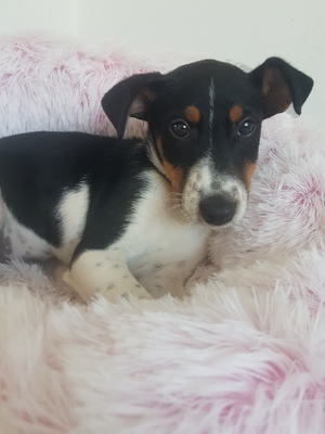 Kiwi, Jack Russel Welpen - Hündin