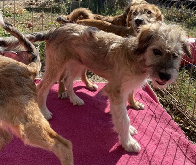 Kiwi, Mix Welpen - Hündin