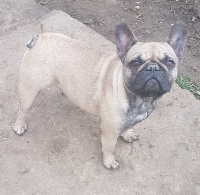 Kiwi ,Tutti, Französische Bulldogge - Hündin