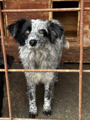 Kiwi, ein außergewöhnliches "Kunstwerk" auf vier Pfoten sucht ihr Glück