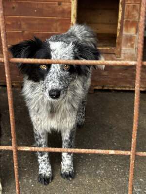 Kiwi, ein außergewöhnliches Kunstwerk auf vier Pfoten sucht ihr Glück, Mischling - Hündin