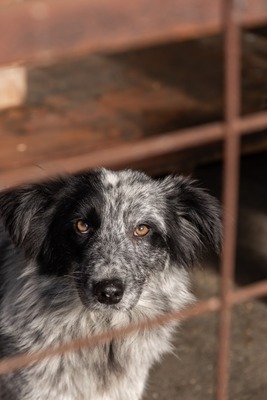 Kiwi, ein außergewöhnliches Kunstwerk auf vier Pfoten sucht ihr Glück, Mischling - Hündin
