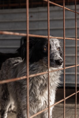 Kiwi, ein außergewöhnliches Kunstwerk auf vier Pfoten sucht ihr Glück, Mischling - Hündin