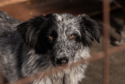 Kiwi, ein außergewöhnliches Kunstwerk auf vier Pfoten sucht ihr Glück, Mischling - Hündin