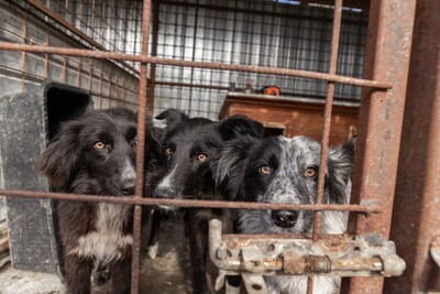 Kiwi, ein außergewöhnliches Kunstwerk auf vier Pfoten sucht ihr Glück, Mischling - Hündin