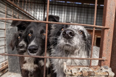 Kiwi, ein außergewöhnliches Kunstwerk auf vier Pfoten sucht ihr Glück, Mischling - Hündin
