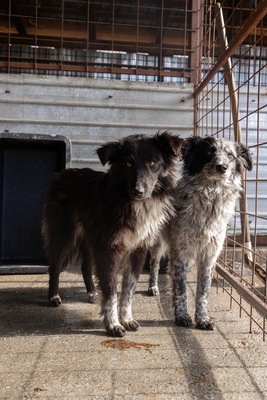Kiwi, ein außergewöhnliches Kunstwerk auf vier Pfoten sucht ihr Glück, Mischling - Hündin