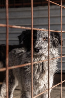 Kiwi, eine außergewöhnliche Schönheit auf vier Pfoten sucht ihr Glück, Mischling - Hündin
