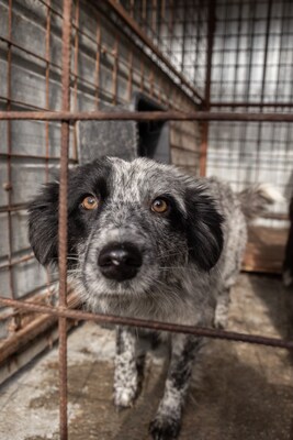 Kiwi, eine außergewöhnliche Schönheit auf vier Pfoten sucht ihr Glück, Mischling - Hündin