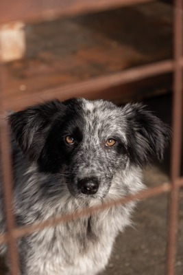 Kiwi, eine außergewöhnliche Schönheit auf vier Pfoten sucht ihr Glück, Mischling - Hündin