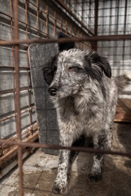 Kiwi, eine außergewöhnliche Schönheit auf vier Pfoten sucht ihr Glück, Mischling - Hündin