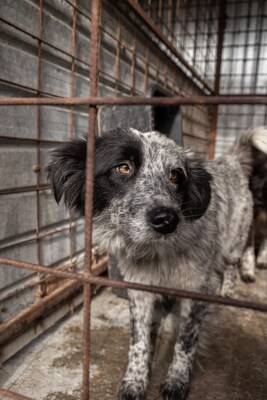 Kiwi, eine außergewöhnliche Schönheit auf vier Pfoten sucht ihr Glück, Mischling - Hündin