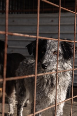 Kiwi, eine außergewöhnliche Schönheit auf vier Pfoten sucht ihr Glück, Mischling - Hündin