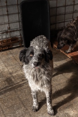 Kiwi, eine außergewöhnliche Schönheit auf vier Pfoten sucht ihr Glück, Mischling - Hündin